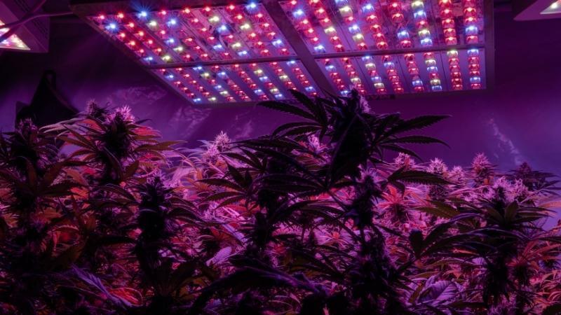 Everything You Need To Know About Indoor Grow Lights - Happy Hydro