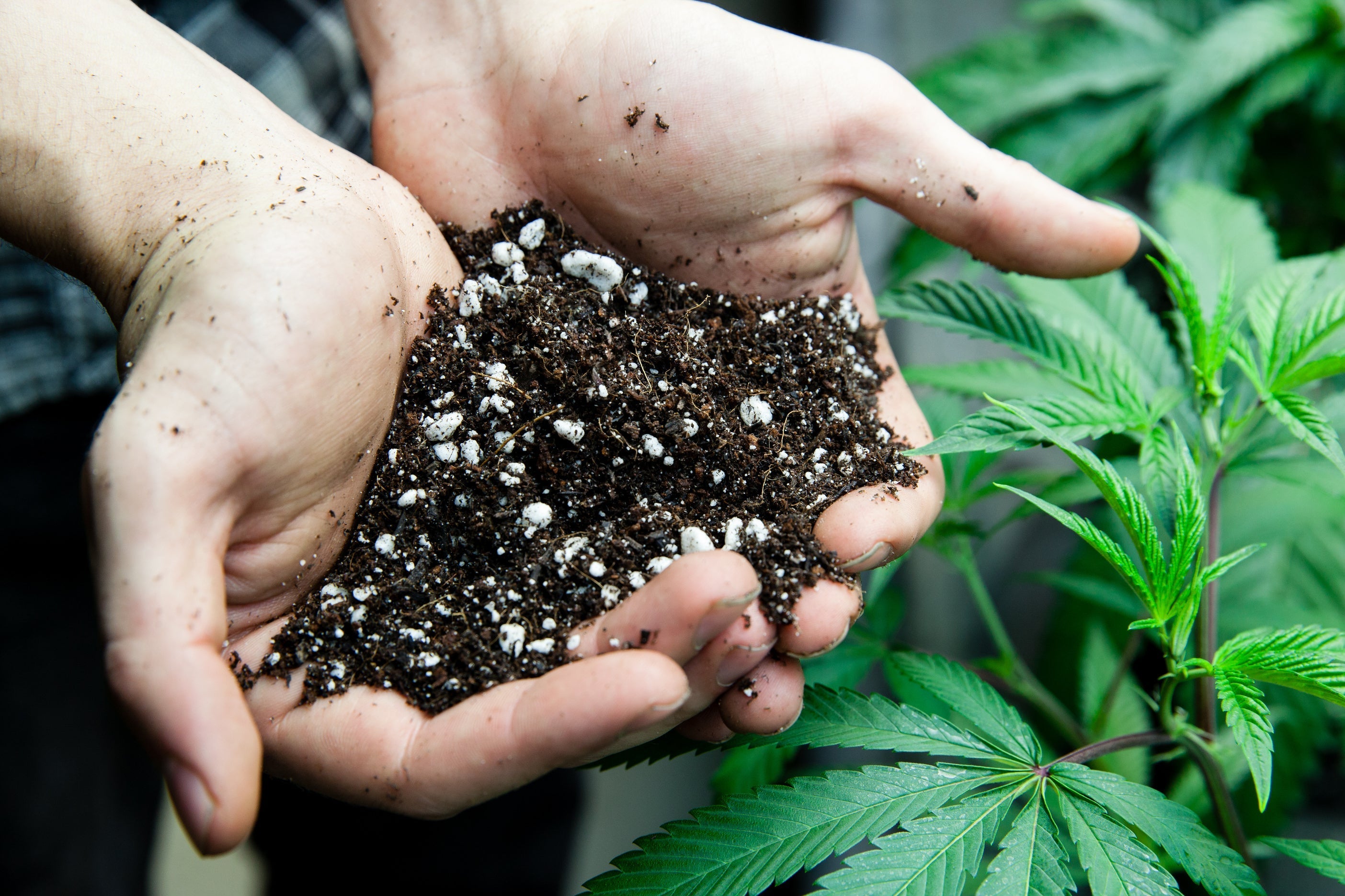 Best Soil for Growing Cannabis in 2023 | Happy Hydro