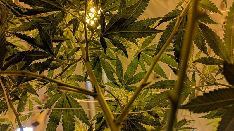 Everything You Need to Know About Grow Tents - Happy Hydro