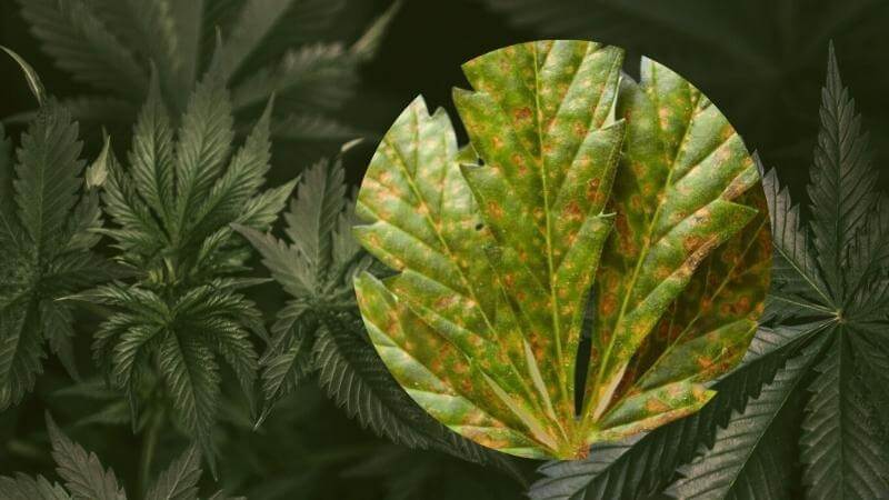 Septoria Leaf Spot in Cannabis Cultivation & How to Prevent It - Happy Hydro