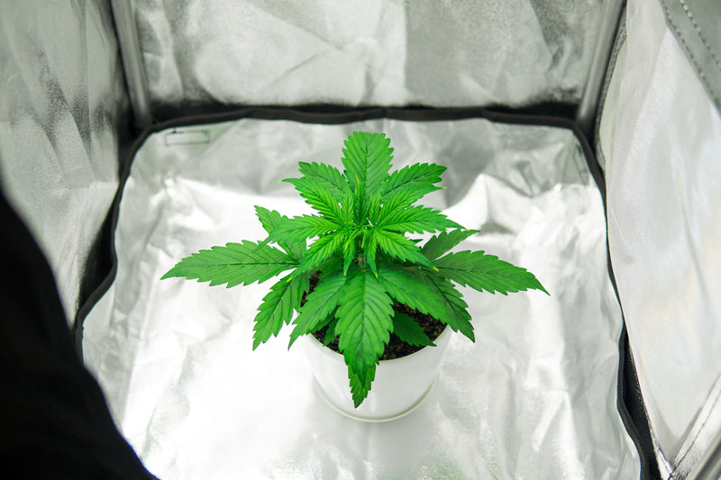 New Year, New Clean! Keep your Grow Tent Thriving
