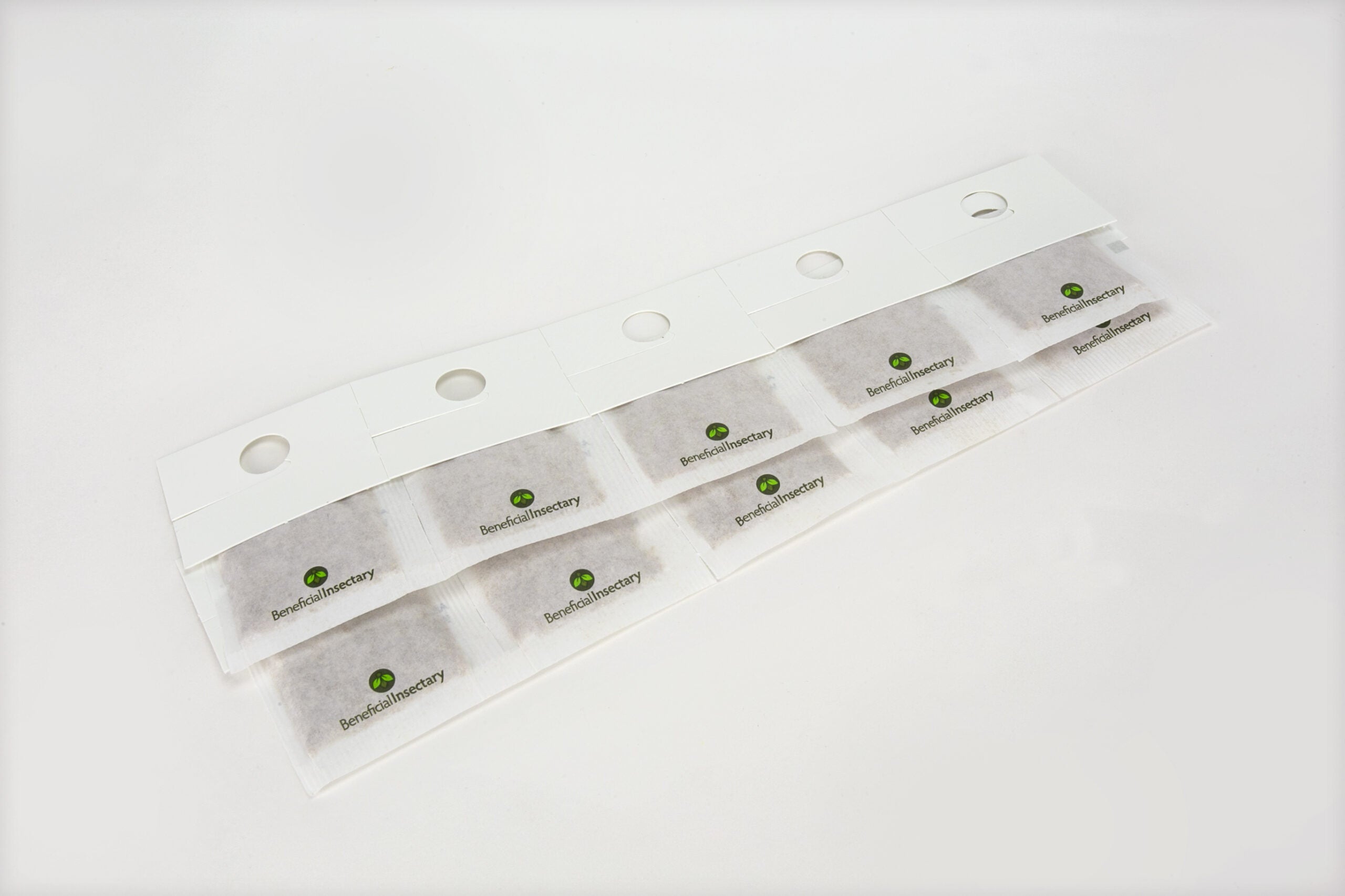 Amblyseius swirskii – Versatile Predator for Thrips, Whiteflies & Mites