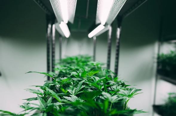 10 Tips for Growing Cannabis Indoors - Happy Hydro