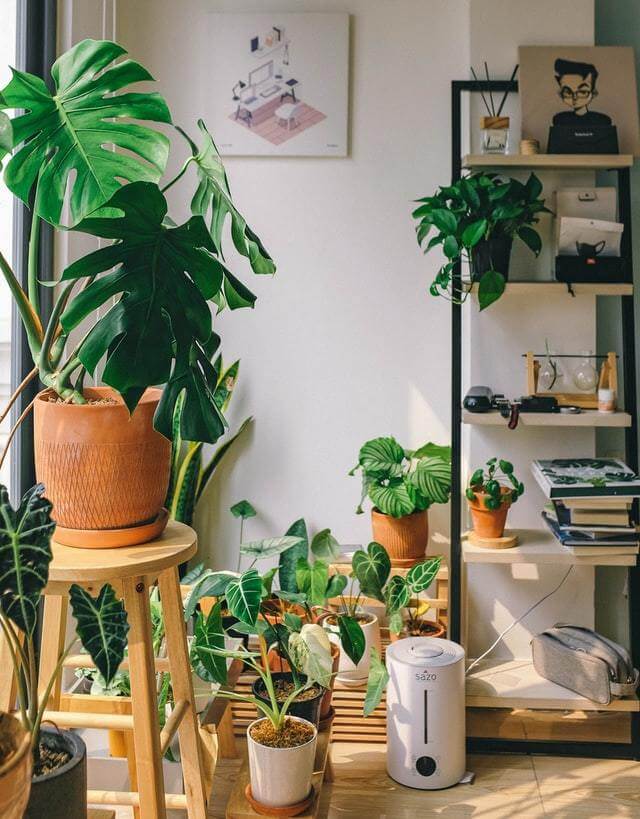 5 Hacks to Keep Your House Plant Alive - Happy Hydro