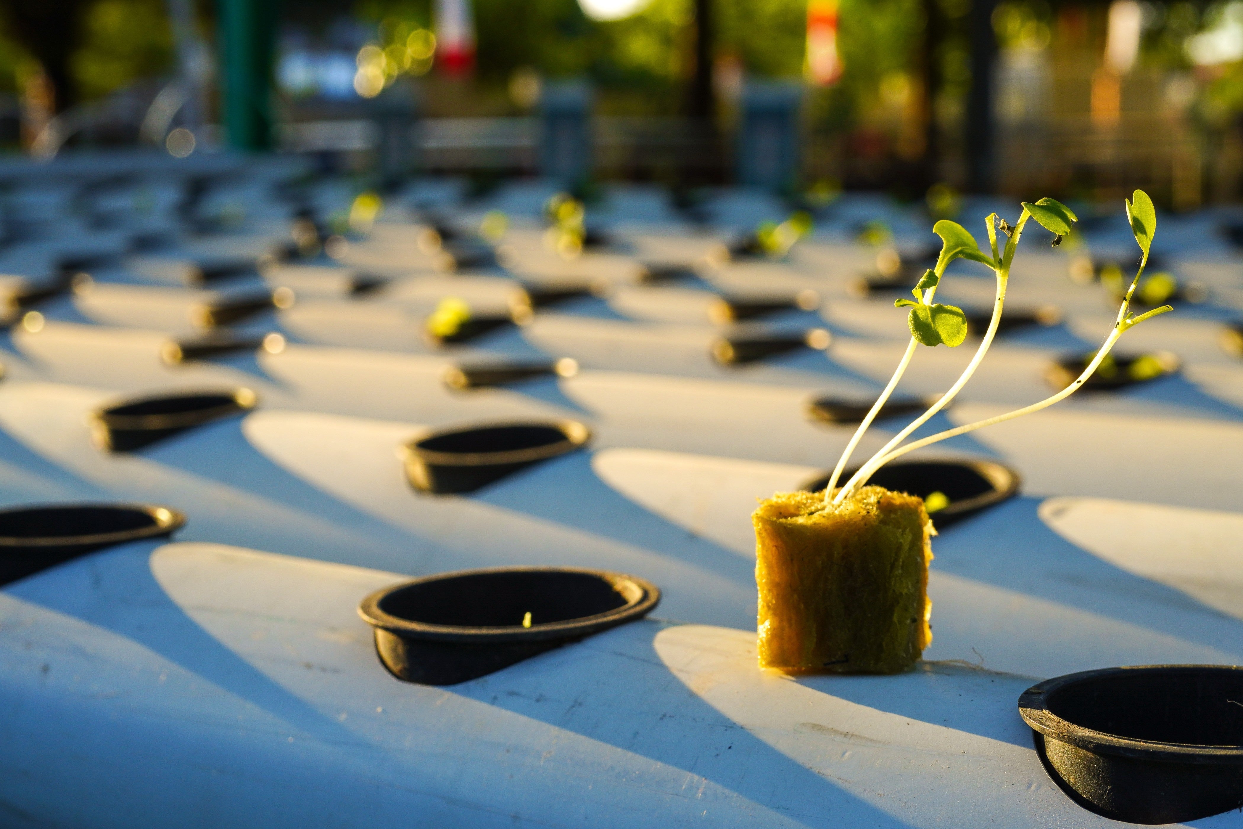 Hydroponic Rocks Hydroponics Roots And Rocks 4 Of The Most Popular Hydroponic