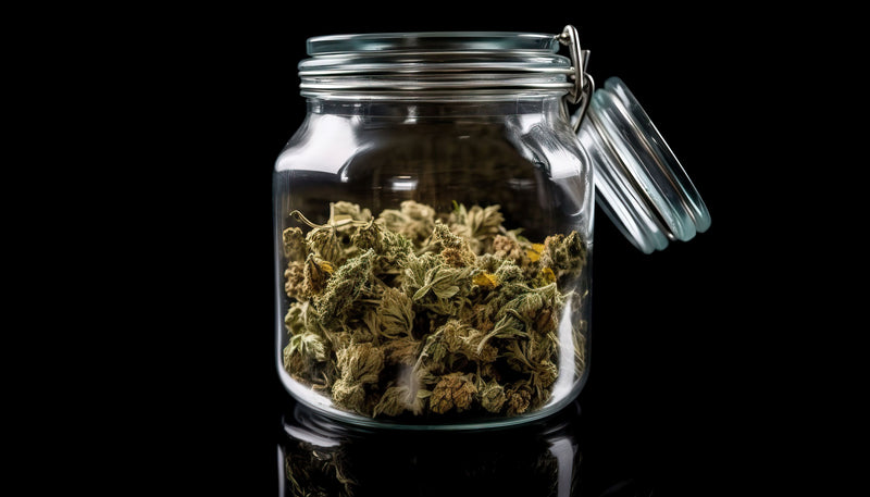 cannabis dried and cured in a jar