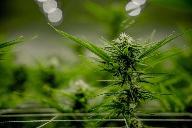 Cannabis Training: The Low Stress Technique (LST) - Happy Hydro