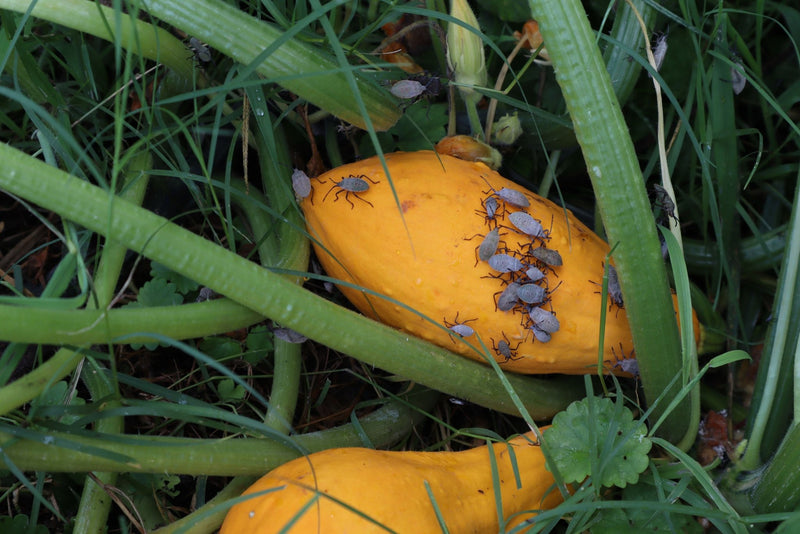 How to Get Rid of Squash Bugs - Happy Hydro