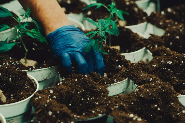 planting organic cannabis