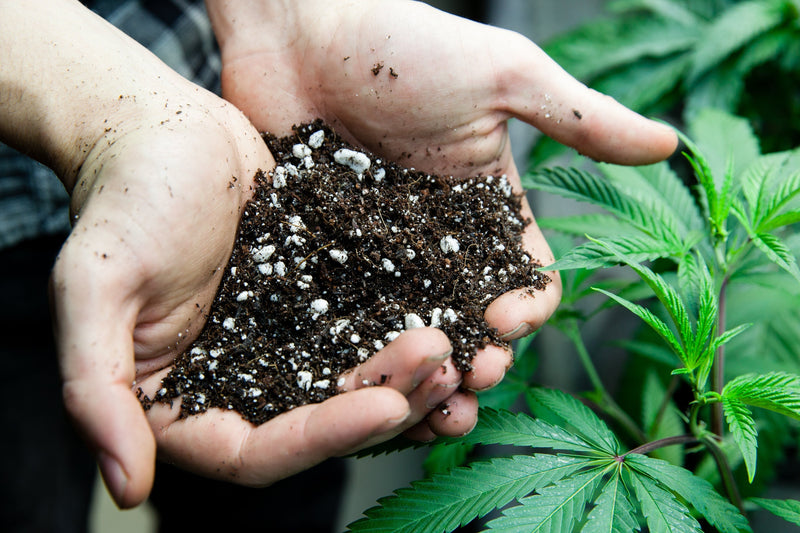 Best Soil for Growing Cannabis in 2024