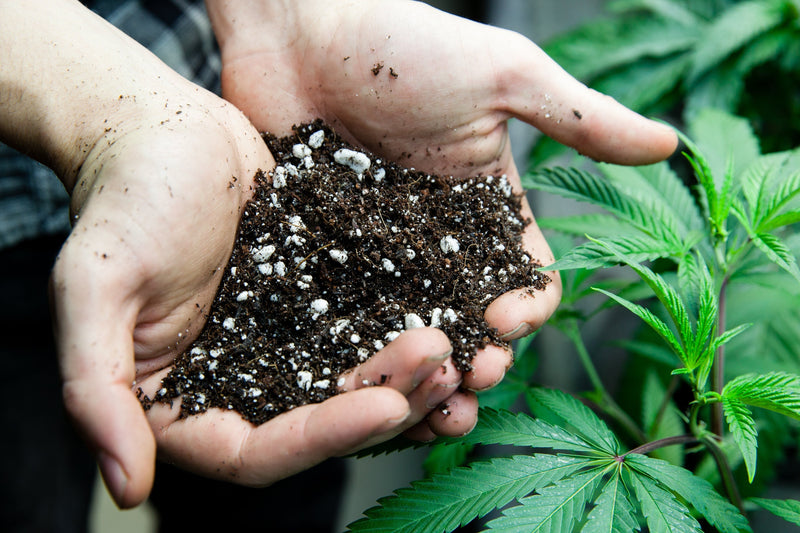 Best Soil for Growing Cannabis in 2023