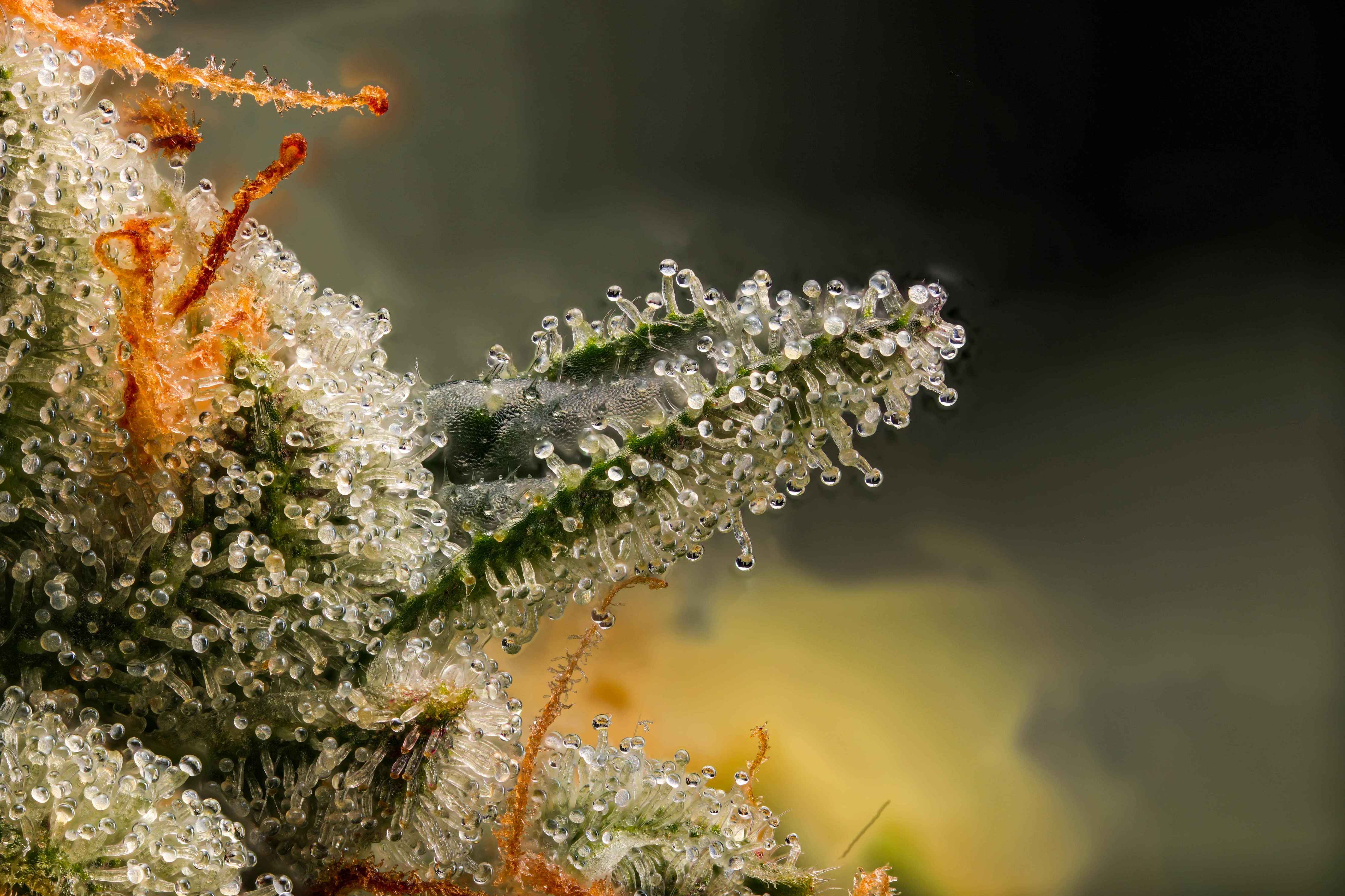 Weed Trichomes: Mastering the Secrets of Cannabis's Potency-Boosting Glands 