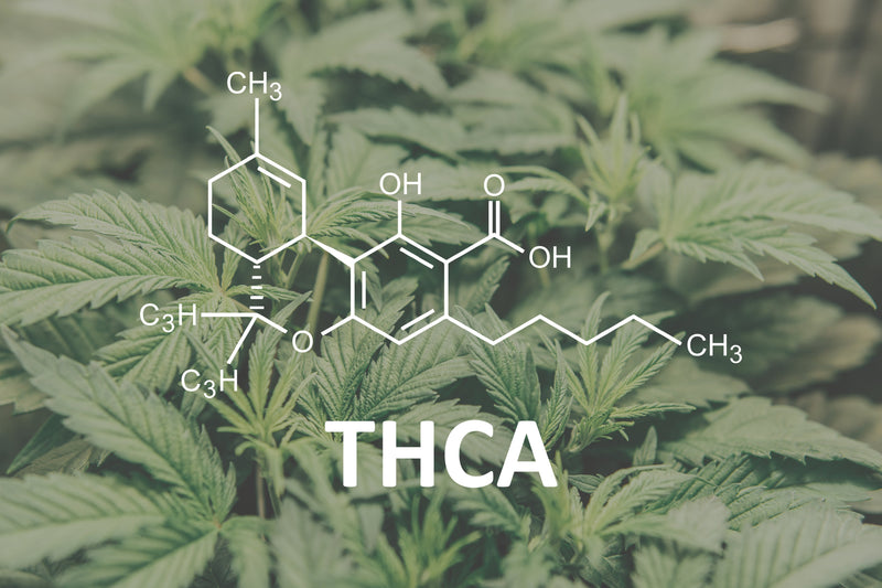 The Role of THCA Synthase in Cannabis