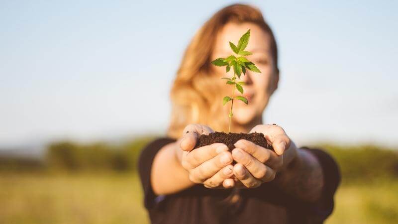 How to Keep a Cannabis Mother Plant & Maintenance Tips - Happy Hydro