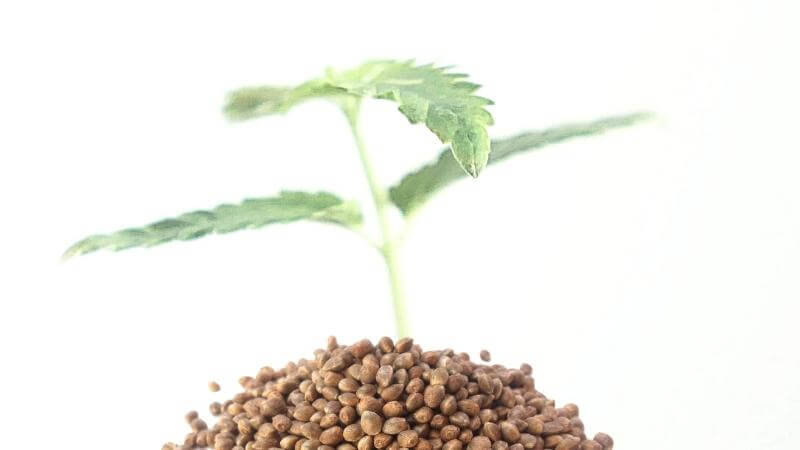 Grow Guide: How to Start Cannabis from Seed - Happy Hydro