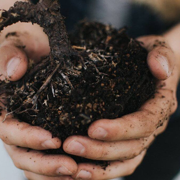How to Make Organic Soil for Cannabis