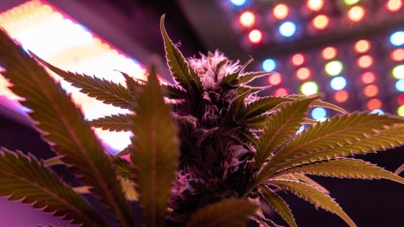What Size LED Grow Light Do You Need? - Happy Hydro