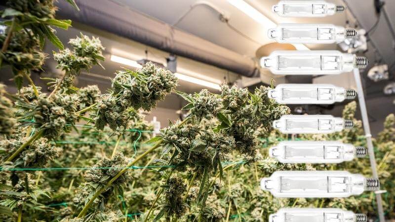 Indoor Grow Lights: Metal Halide in Cannabis Cultivation - Happy Hydro