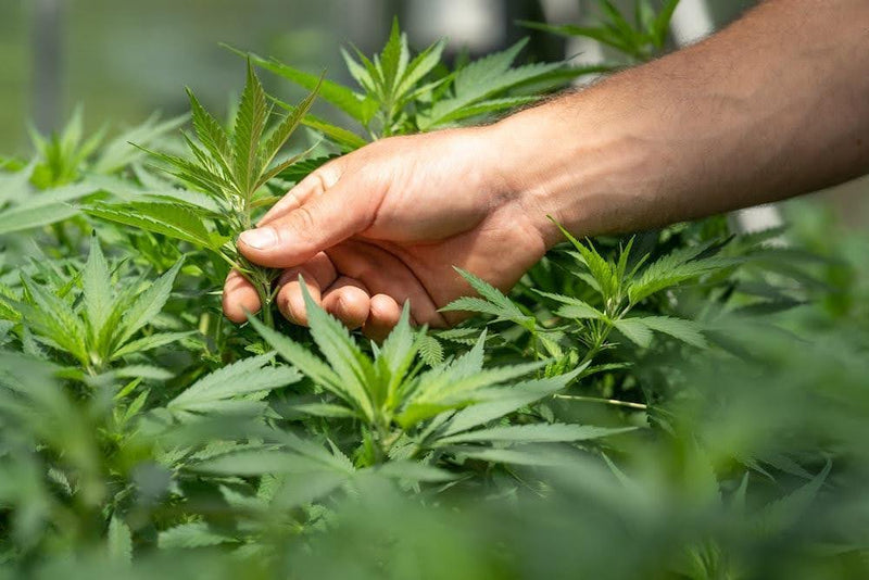 Booming Sales Trends for Home Growing Equipment as Legalization Spreads