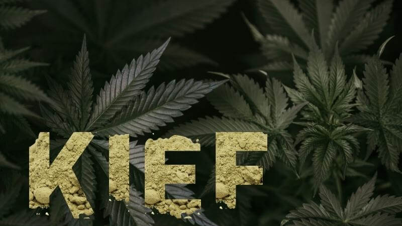 Kief Collection for Cultivators: The Best Small to Large Scale Solutions - Happy Hydro