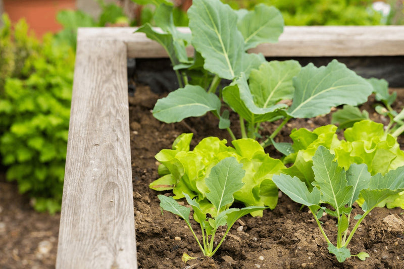 Planting Raised Garden Beds | A Complete Guide - Happy Hydro