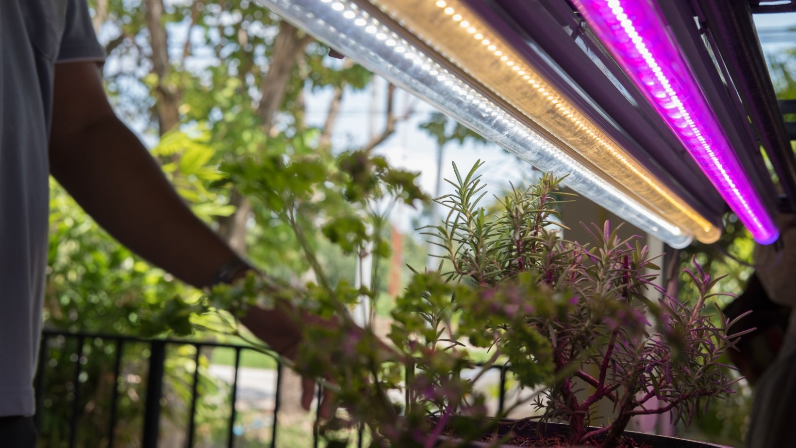 What Type Of Light Is Best For Indoor Growing what-type-of-light-is-best-for-indoor-growing