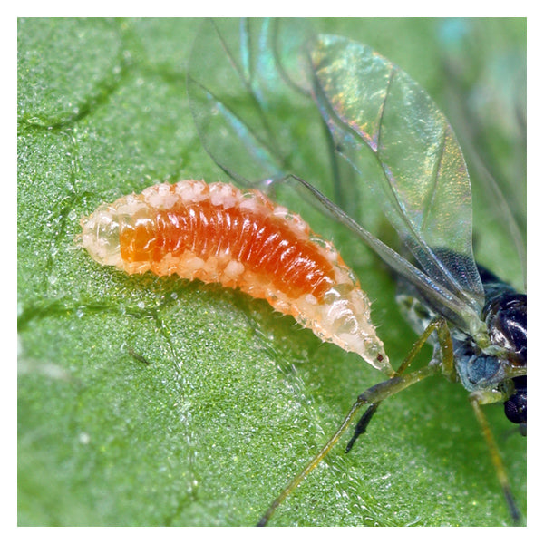 Aphidoletes aphidimyza – Gall Midge for Broad-Spectrum Aphid Control