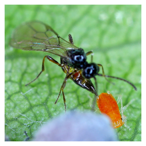 Aphidius colemani – Parasitic Wasp for Aphid Control