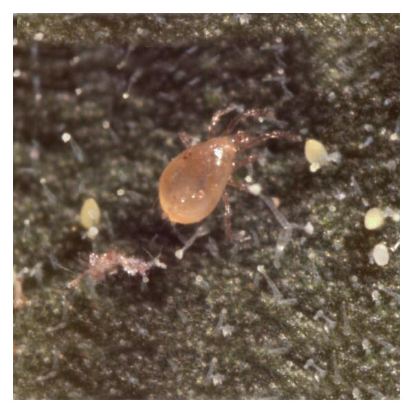 Amblyseius swirskii – Versatile Predator for Thrips, Whiteflies & Mites