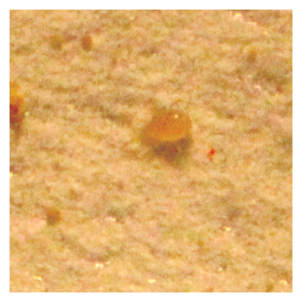 Amblyseius andersoni – Predatory Mite for Broad, Russet & Spider Mite Control