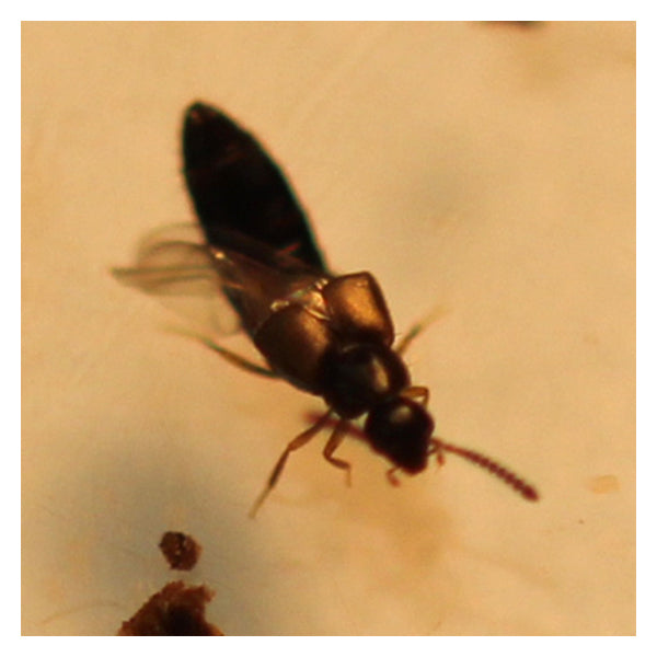 Dalotia coriaria (Rove Beetle) – Soil-Dwelling Predator for Fungus Gnats &amp; Root Zone Pests