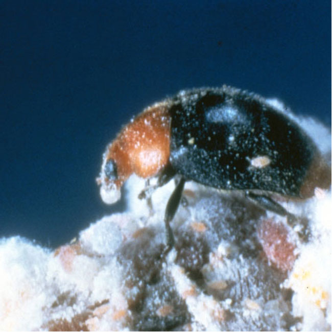 Cryptolaemus montrouzieri – Mealybug Destroyer Beetle