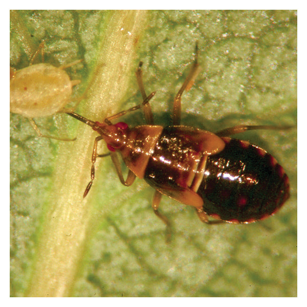 Orius insidiosus – Minute Pirate Bug for Thrips, Mites &amp; Soft-Bodied Insects