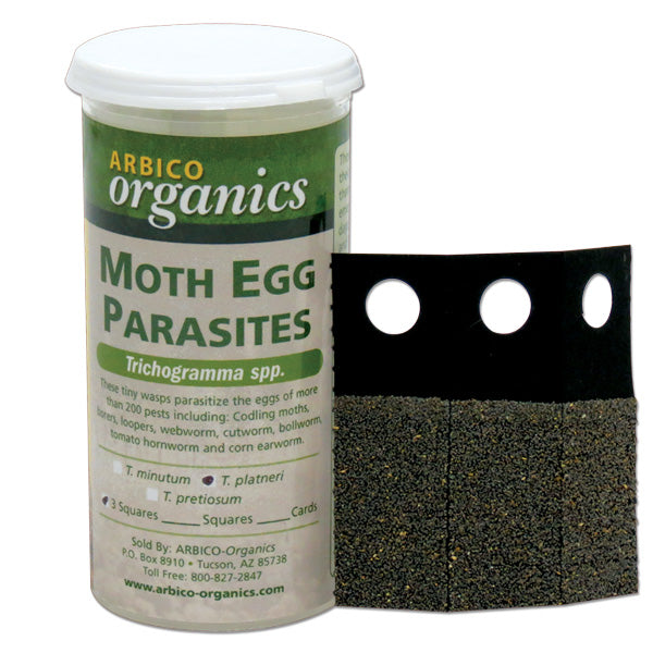 Trichogramma minutum – Egg Parasitoid Wasp for Caterpillar & Borer Control