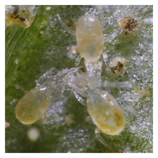 Neoseiulus californicus – Versatile Mite Predator for Spider, Broad &amp; Russet Mites