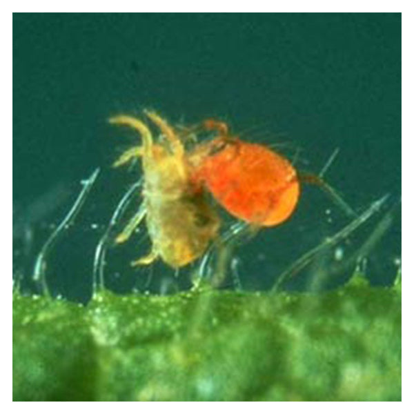 Phytoseiulus persimilis – Aggressive Predator for Two-Spotted Spider Mites