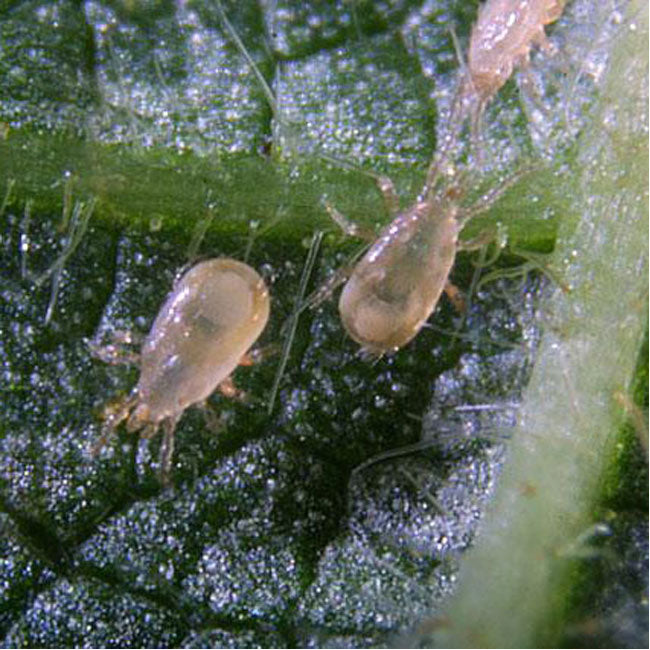 Amblyseius cucumeris – Thrips Predator for Preventative Control