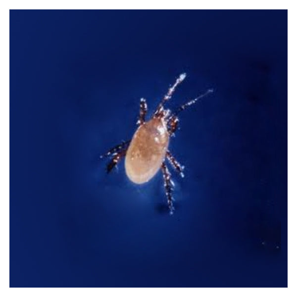 Stratiolaelaps scimitus (formerly Hypoaspis miles) – Soil Mite Predator for Fungus Gnats, Root Aphids &amp; Thrips Pupae