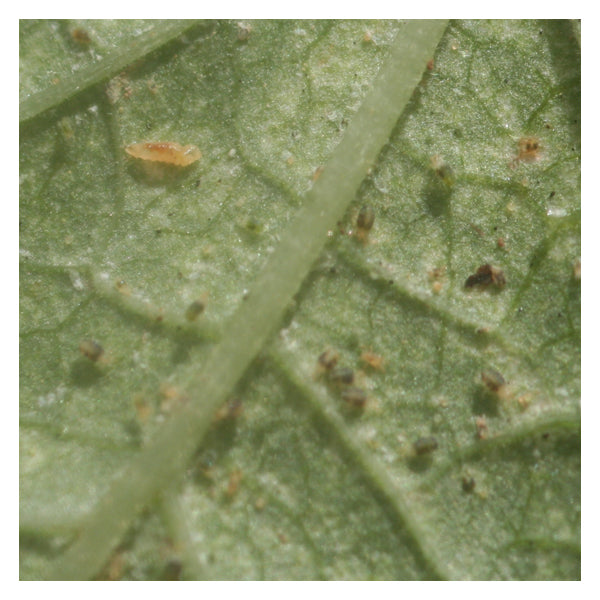 Feltiella acarisuga – Gall Midge Predator for Spider Mites