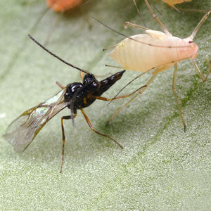Aphidius ervi – Large Aphid Parasite for Potato & amp; Glasshouse Aphid Control