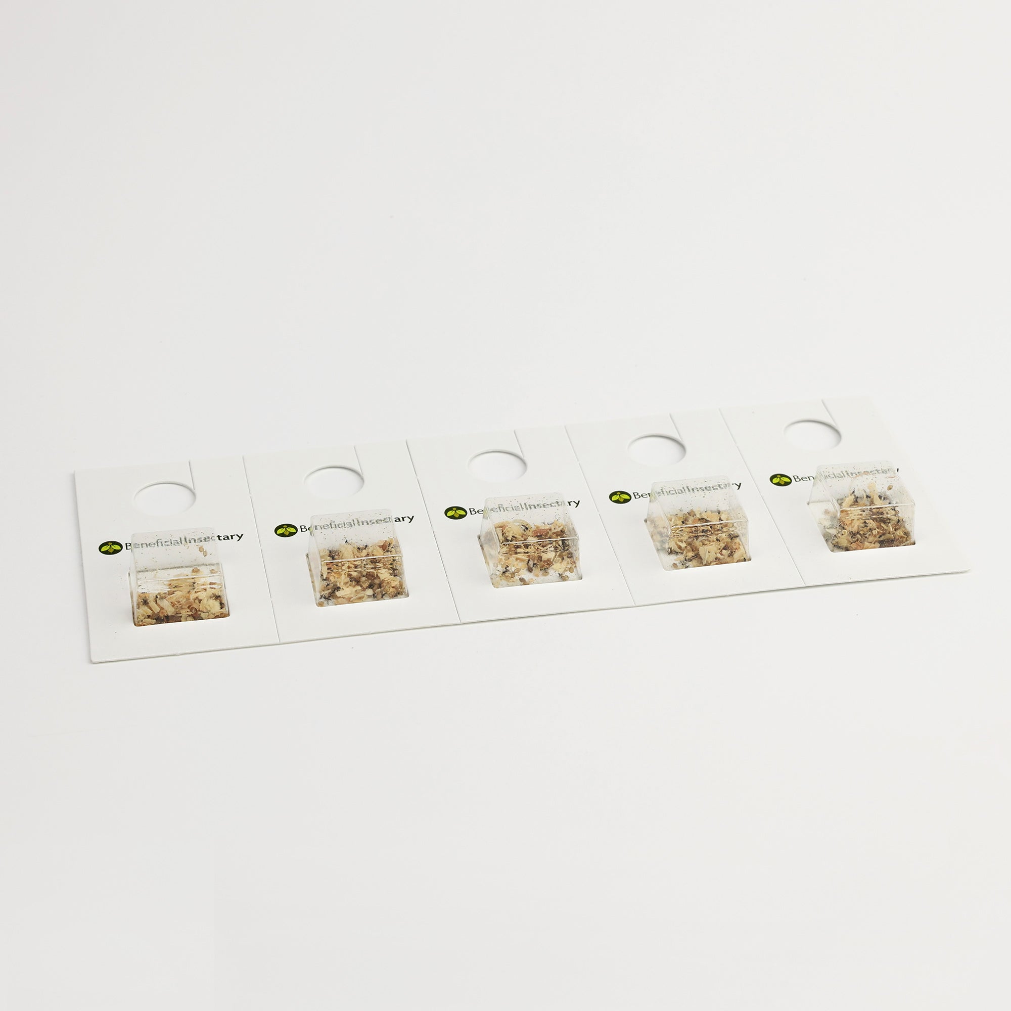 Encarsia formosa blister pack – natural whitefly control solution for greenhouses and indoor crops
