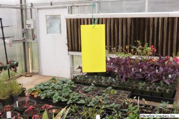 Yellow Sticky Traps – Pest Monitoring & Control for Greenhouses & Crops