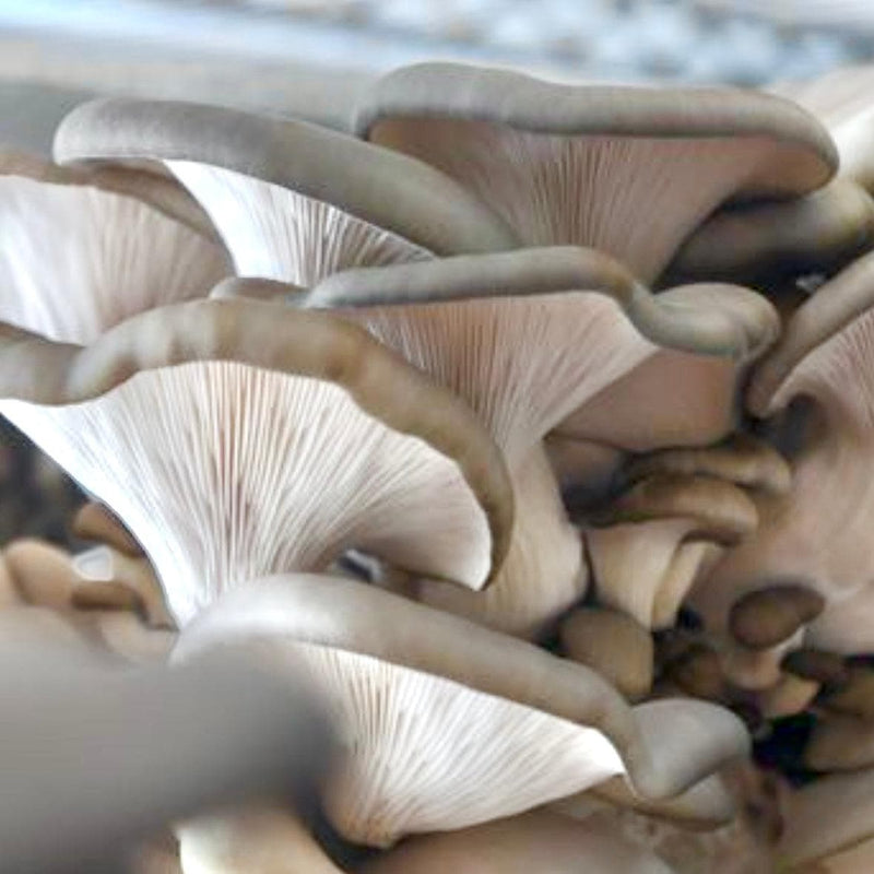 Organic Blue Oyster Mushroom Grain Spawn