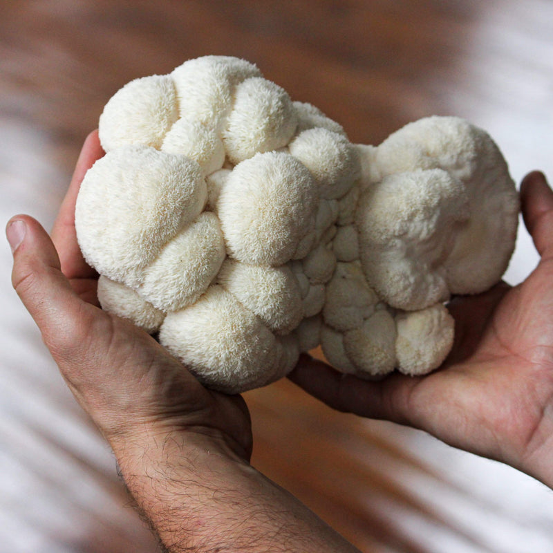Organic Lion's Mane ‘Spray & Grow’ Mushroom Growing Kit