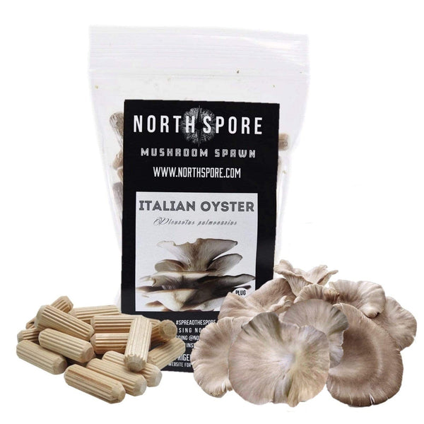 Organic Italian Oyster Mushroom Plug Spawn