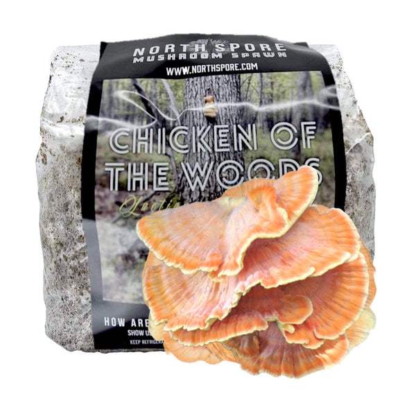 Organic Chicken of the Woods Sawdust Spawn