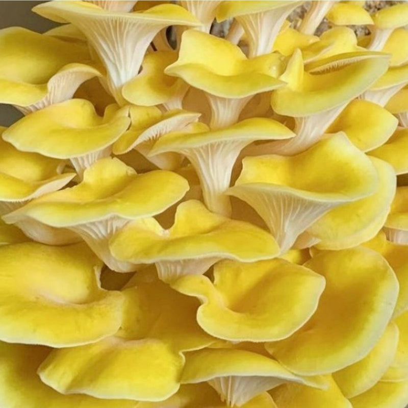 Organic Golden Oyster ‘Spray & Grow’ Mushroom Growing Kit