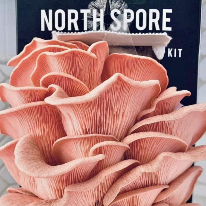 Organic Pink Oyster ‘Spray & Grow’ Mushroom Growing Kit