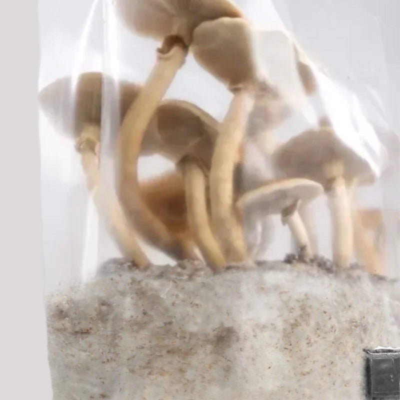 4-Pack 'ShroomTek' All-in-One Mushroom Grow Bag