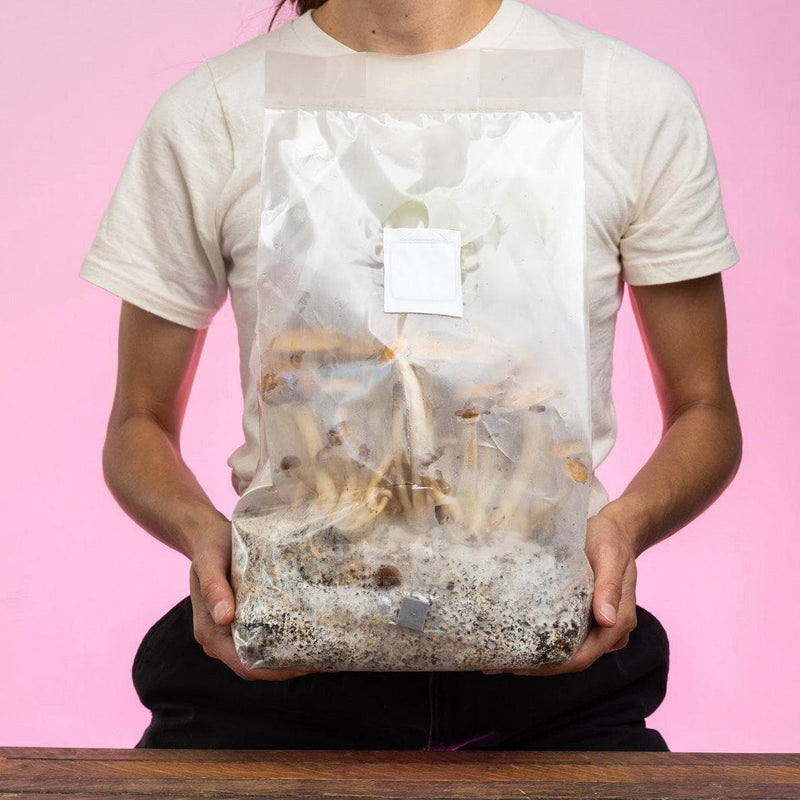 4-Pack 'ShroomTek' All-in-One Mushroom Grow Bag
